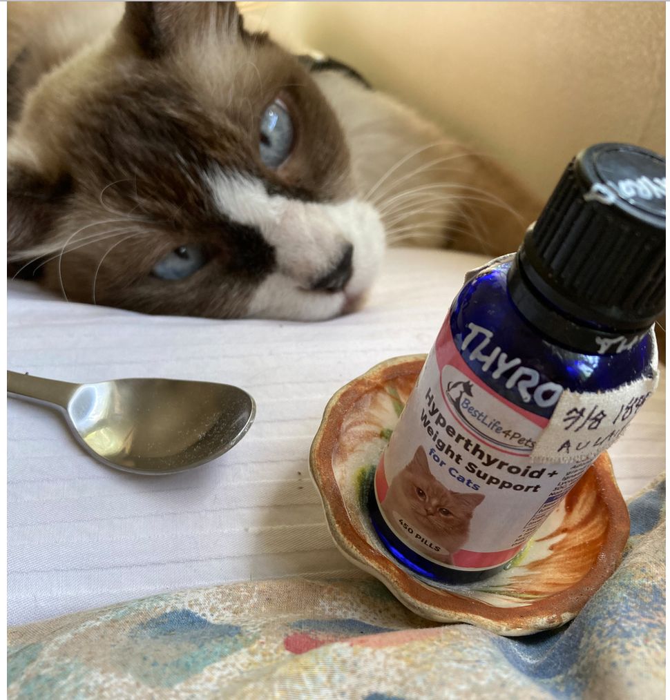 Customer photo review of Hyperthyroidism Supplement for Cats - Treats Cat Hyperthyroid, Patchy Hair Loss, and Helps Cat Weight Gain