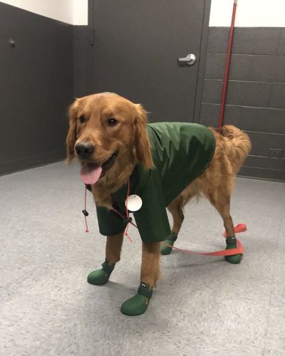 Customer photo review of WagWellies® by wagwear