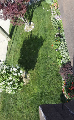 Customer photo review of Par 3 Herbicide Lawn Weed Killer 4L