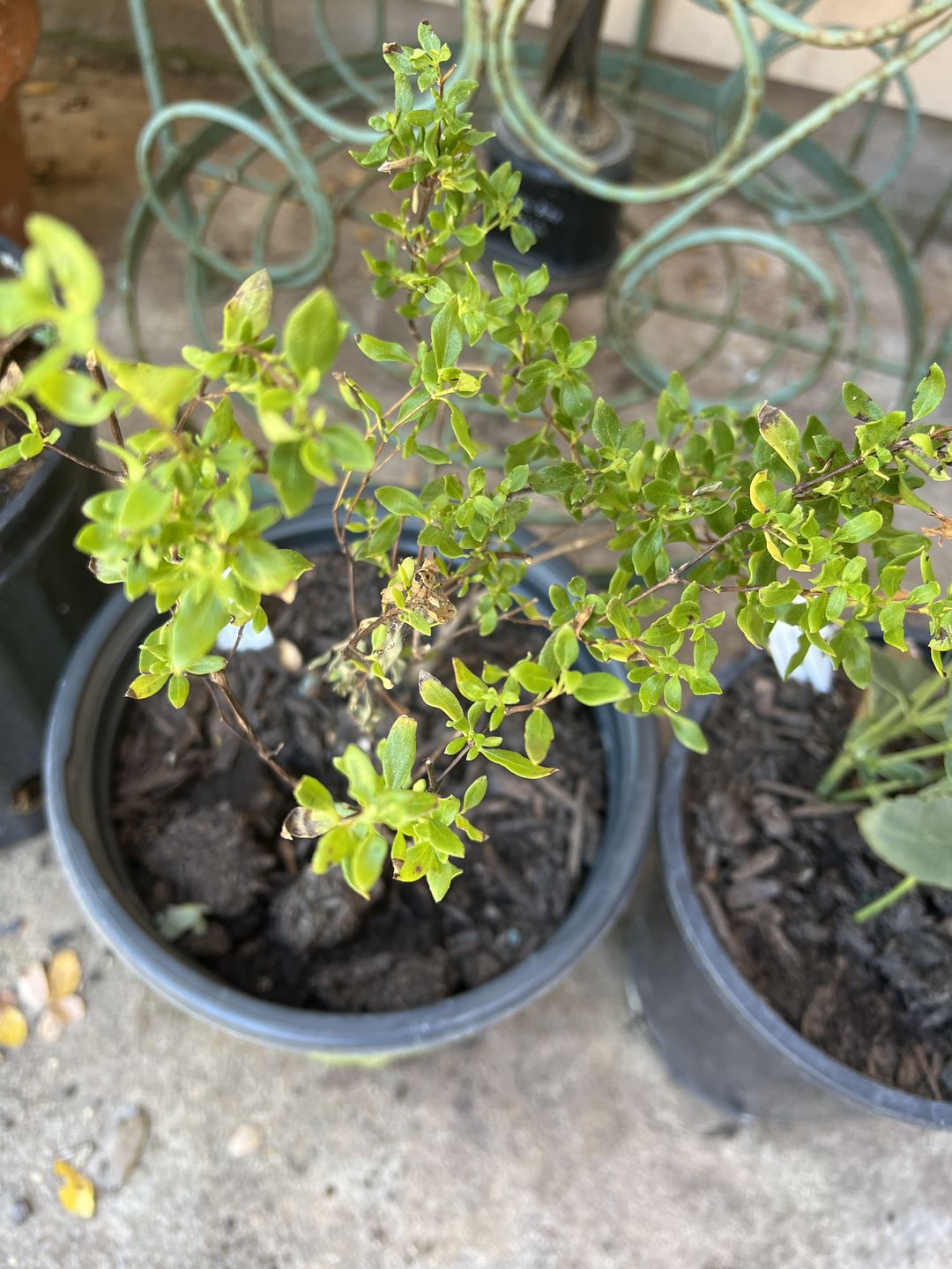 Customer photo review of Mexican Oregano