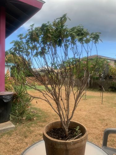 Customer photo review of Everleaf Emerald Towers Basil Seeds