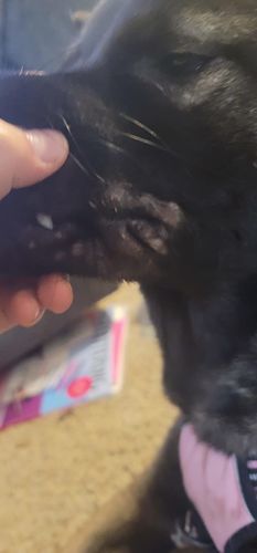 Customer photo review of Organic Dog Paw & Nose Balm for Dry Skin | Petsmont Touch & Heal