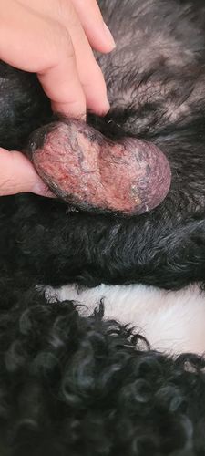 Customer photo review of Organic Dog Paw & Nose Balm for Dry Skin | Petsmont Touch & Heal