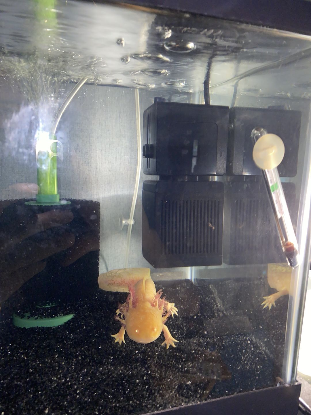 Customer photo review of Shark PRO