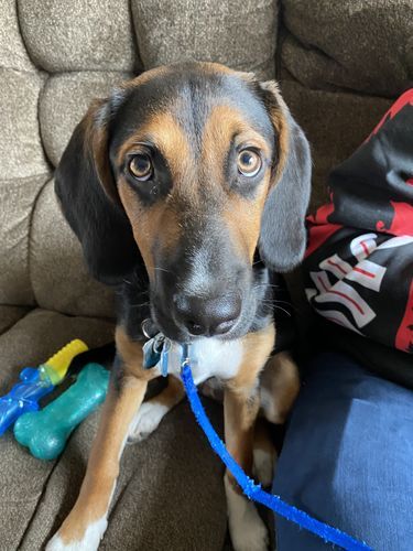 Customer photo review of Wild Alaskan Salmon Oil for Dogs | Omega 3, 6 & 9 | Petsmont Omega Love+