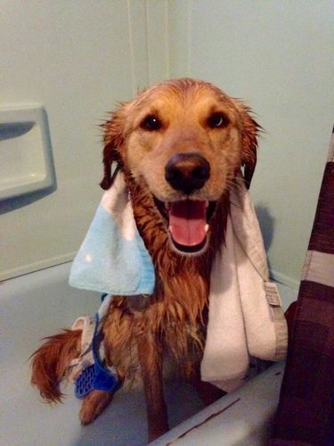 Customer photo review of Organic Dog Paw & Nose Balm for Dry Skin | Petsmont Touch & Heal