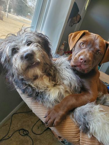 Customer photo review of Petsmont Health Bundle