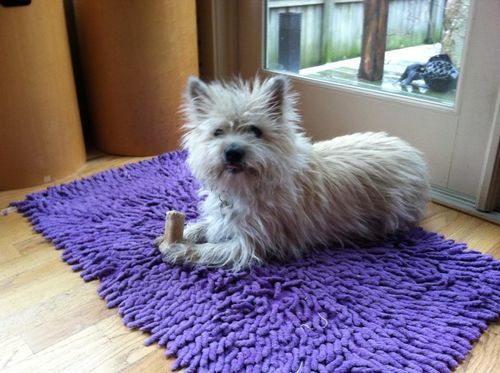 Customer photo review of Petsmont Health Bundle