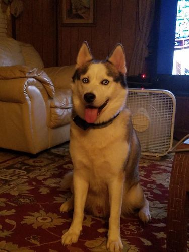 Customer photo review of Organic Dog Paw & Nose Balm for Dry Skin | Petsmont Touch & Heal