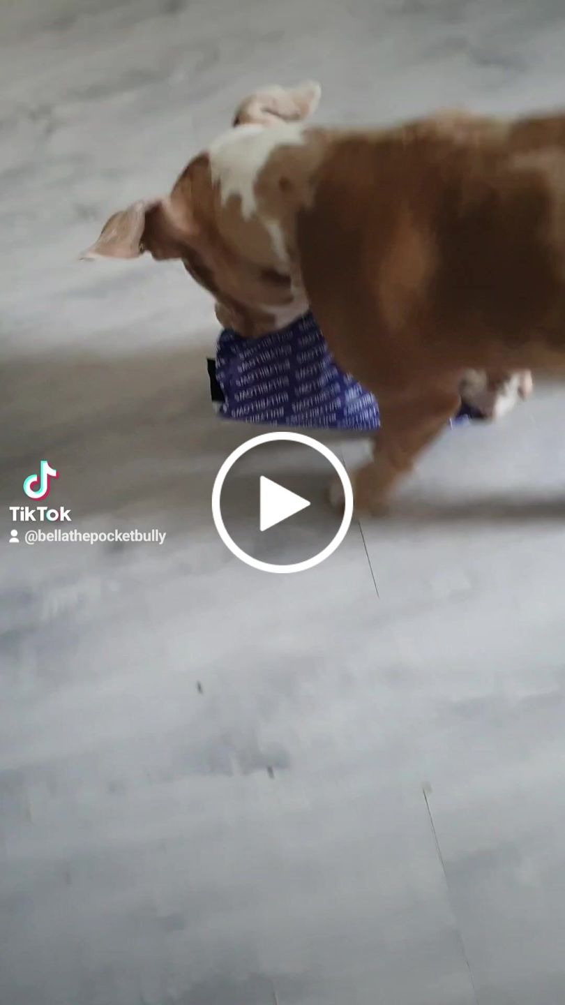 Customer video review of 5cm Combat® Collar | With Handle & Rated Clip - Pink v2.0