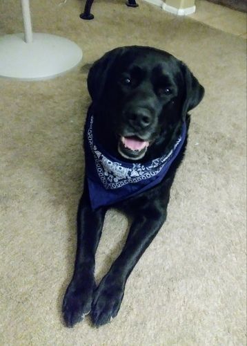 Customer photo review of Petsmont Health Bundle