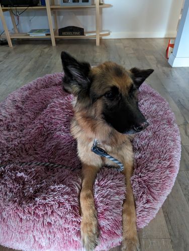 Customer photo review of Hemp Seed Oil for Dogs (200ml)