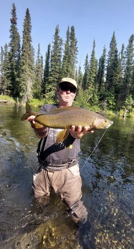 Customer photo review of Blue Dun