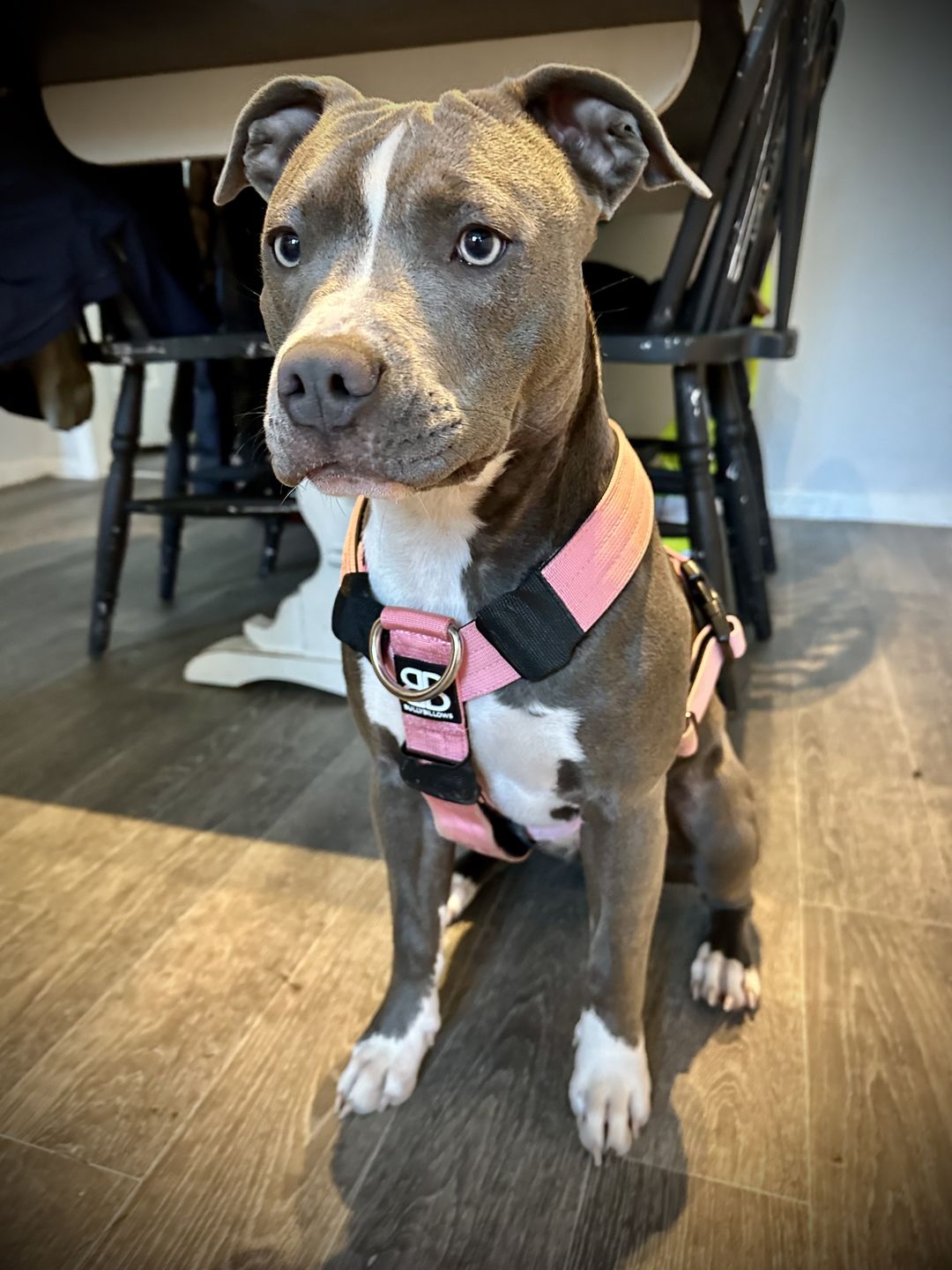 Customer photo review of TRI-Harness® | Anti-Pull, Adjustable & Durable - Dog Trainers Choice -  Pink v2.0