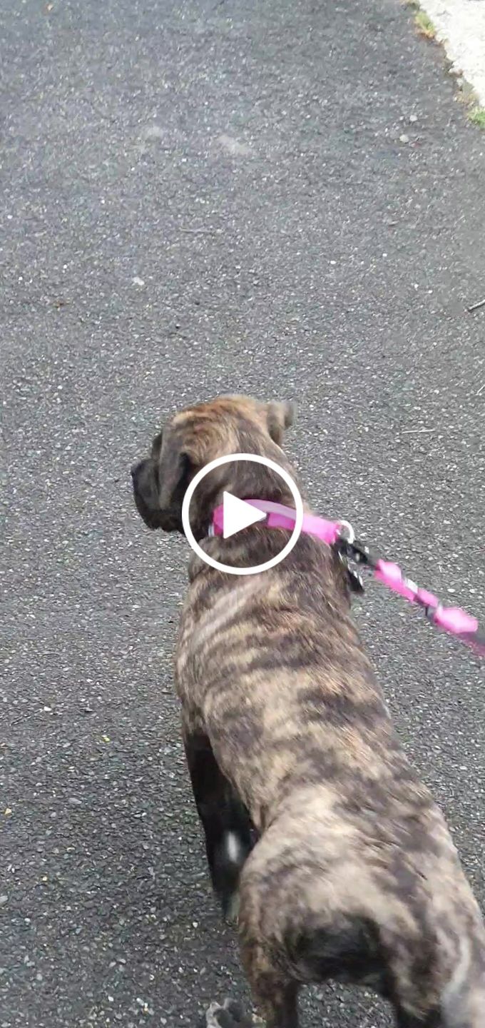 Customer video review of 1.4m Swivel Combat Lead | Neoprene Lined, Secure Rated Clip with Soft Handle - Magentas