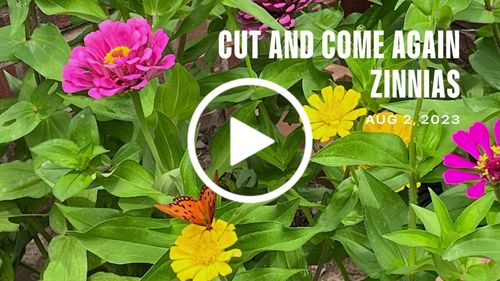 Customer video review of Cut and Come Again Zinnia Seeds