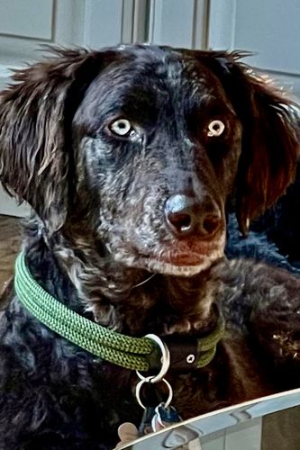 Customer photo review of Peanut Butter 45 Grams (4 Pack)®