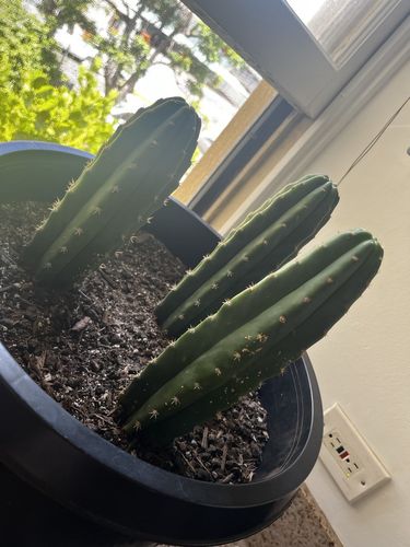 Customer photo review of San Pedro Cactus | Bulk Rooted Cactus Packs | Echinopsis (Trichocereus) Pachanoi