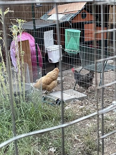 Customer photo review of GrubTerra Dried Larvae