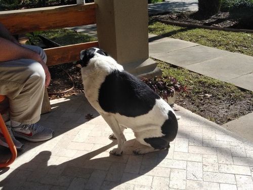 Customer photo review of Petsmont Health Bundle