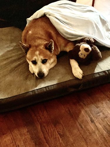 Customer photo review of Organic Dog Paw & Nose Balm for Dry Skin | Petsmont Touch & Heal