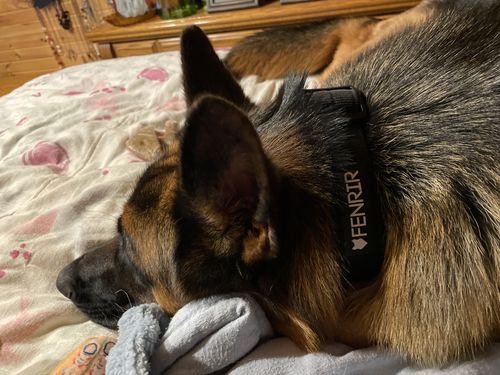 Customer photo review of Ragnar Dog Collar