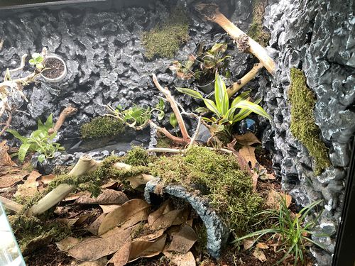 Customer photo review of Ball Python Bioactive Tankless Kit (for 4'x2'x2' enclosure)