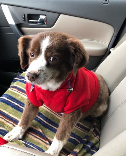 Customer photo review of Wild Alaskan Salmon Oil for Dogs | Omega 3, 6 & 9 | Petsmont Omega Love+