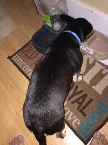 Customer photo review of Petsmont Health Bundle