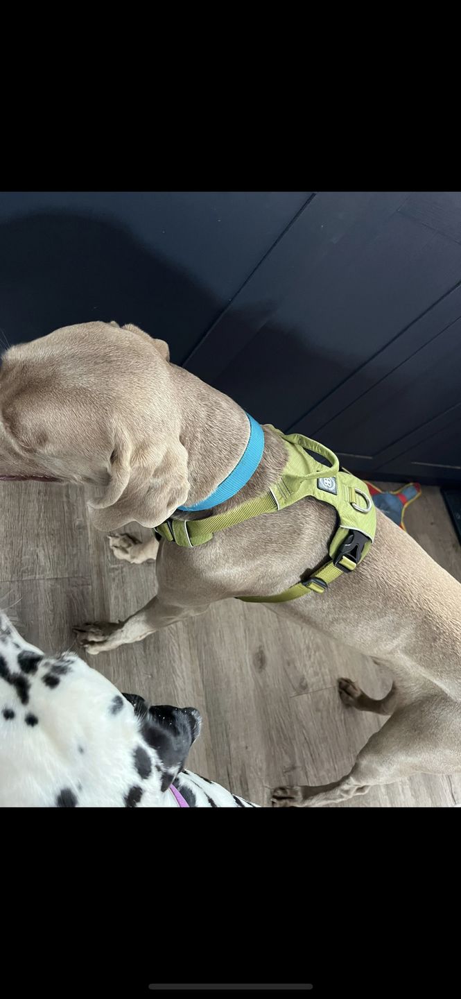 Customer photo review of Air Mesh Harness - Anti-Pull, With Handle, Non Restrictive & Adjustable - Olive Green