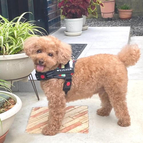 Customer photo review of Petcanva® オーダーメイド犬用ハーネス