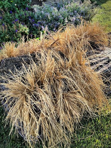 Customer photo review of Hunting Blind Raffia Grass (Pack)