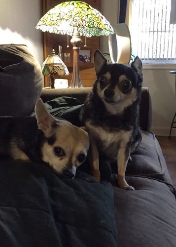 Customer photo review of Organic Dog Paw & Nose Balm for Dry Skin | Petsmont Touch & Heal