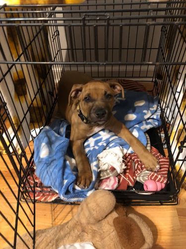 Customer photo review of Petsmont Health Bundle