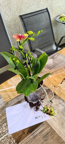 Customer photo review of Große Two of Us Perfetto mit gelb-roten Blüten und 4+ Stielen