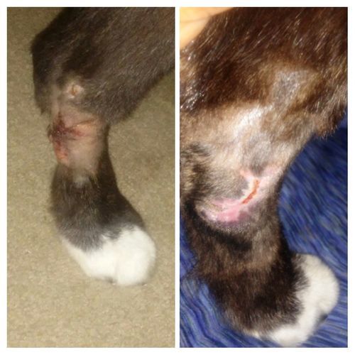 Customer photo review of Organic Dog Paw & Nose Balm for Dry Skin | Petsmont Touch & Heal