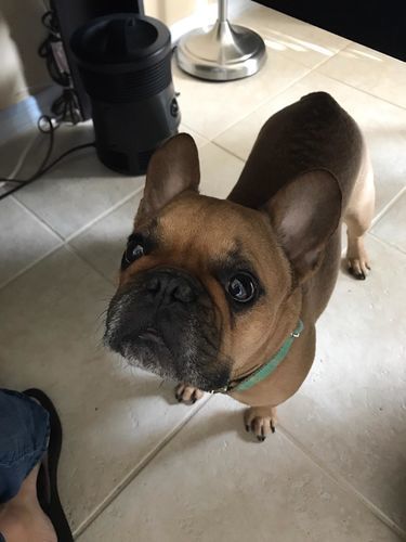 Customer photo review of Organic Dog Paw & Nose Balm for Dry Skin | Petsmont Touch & Heal