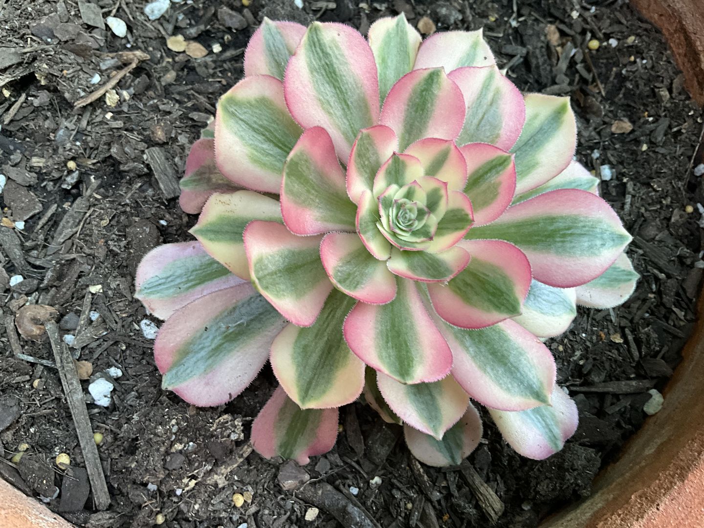 Customer photo review of Aeonium 'Pink Witch'