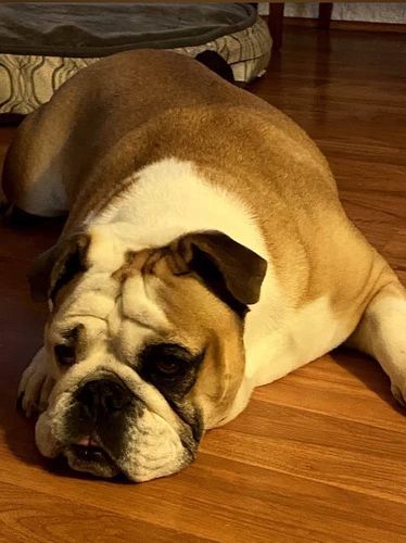 Customer photo review of Petsmont Health Bundle