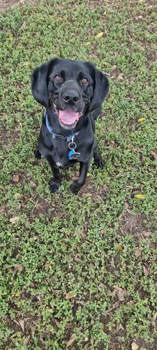Customer photo review of DoggieBalm Manuka