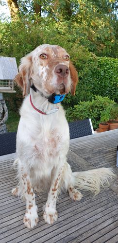 Customer photo review of Collier Anti Aboiement PuppySafe