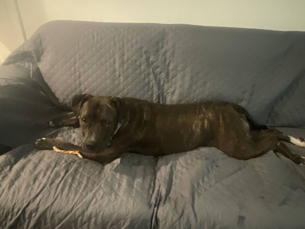 Customer photo review of NEW Machine-Washable, Dryer-Safe Furniture Protector Couch Cover With Side Pockets & Back Straps (+2-In-1 Reversible Colors!)