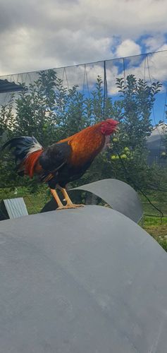 Customer photo review of Ecox 2.5% Oral