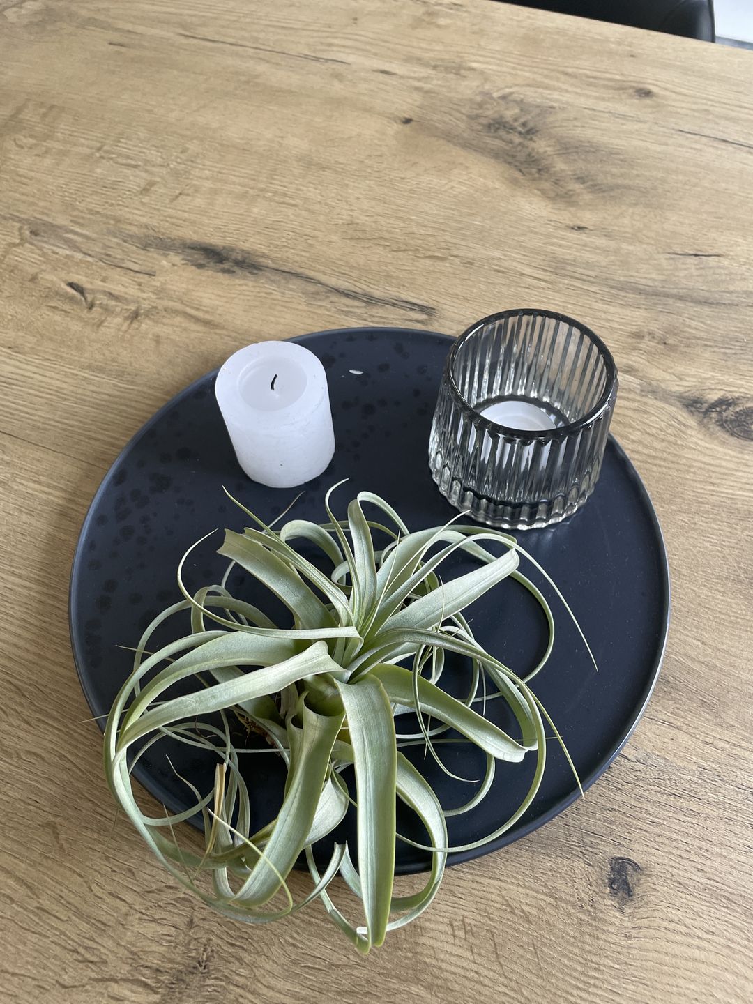 Customer photo review of Tillandsia 'firestorm'