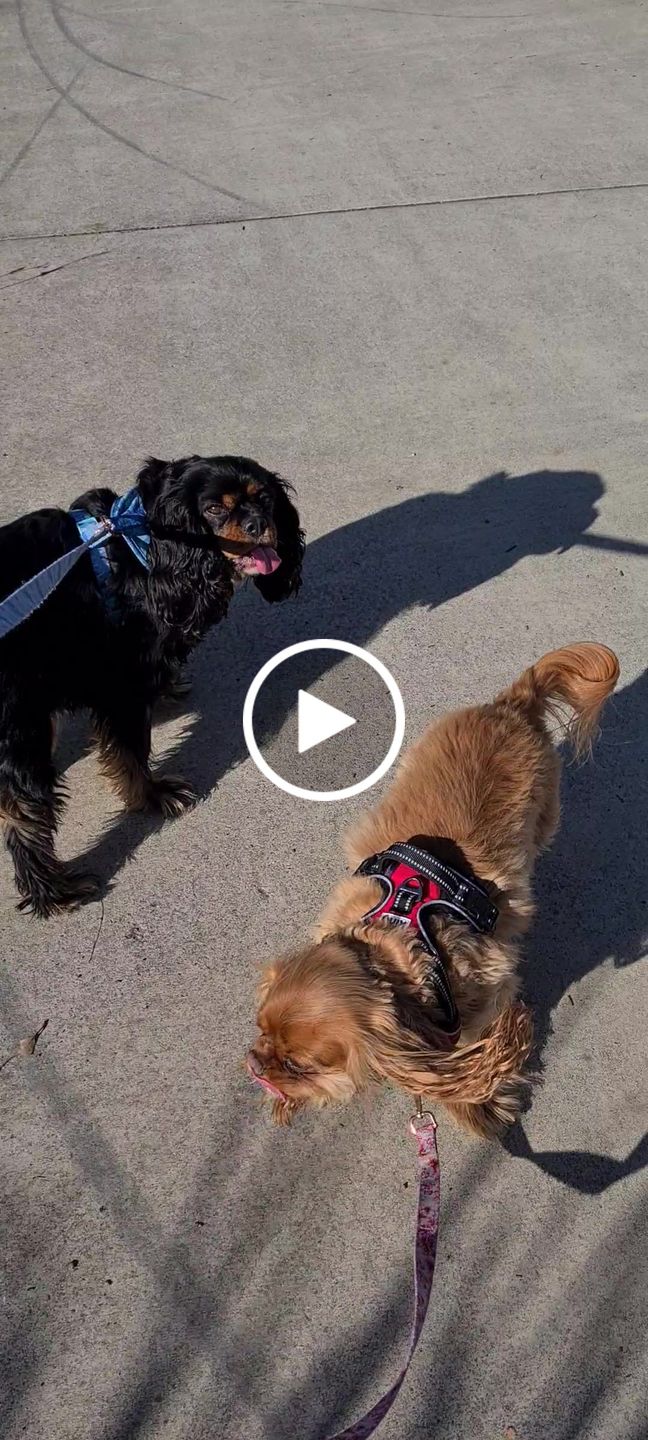 Customer video review of Fur King Ultimate No Pull Dog Harness