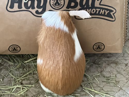 Customer photo review of Timothy Hay Bar (5 Pack)