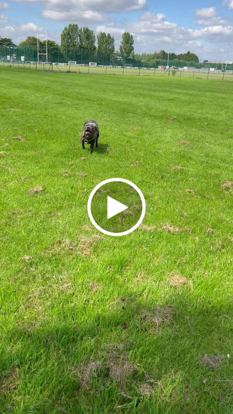 Customer video review of TRI-Harness® | Anti-Pull, Adjustable & Durable - Dog Trainers Choice - Military Tan v2.0
