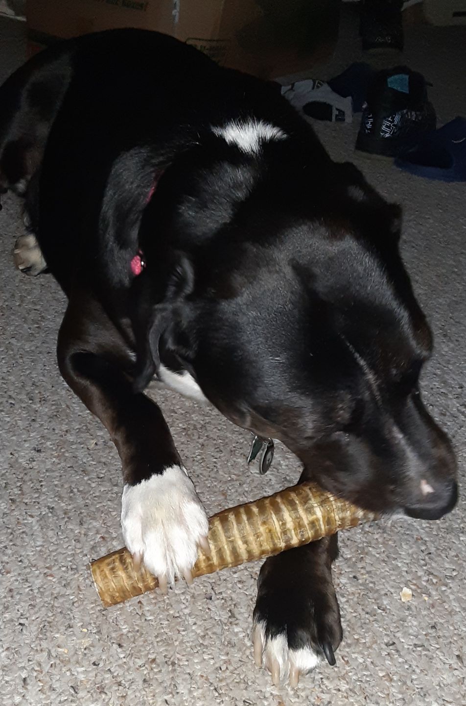 Customer photo review of 12 Inch Beef Trachea