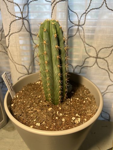 Customer photo review of Icaros DNA Peruvians | Trichocereus Peruvianus Icaro