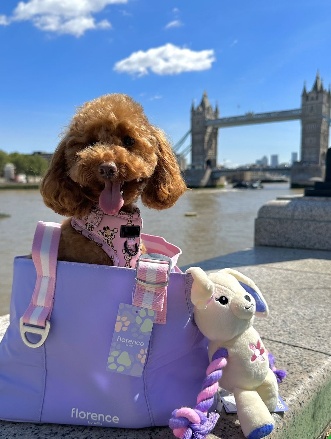 Customer photo review of florence by mills Pet Carrying Tote
